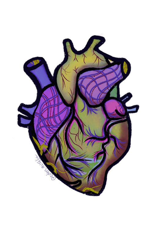 Anatomical Heart